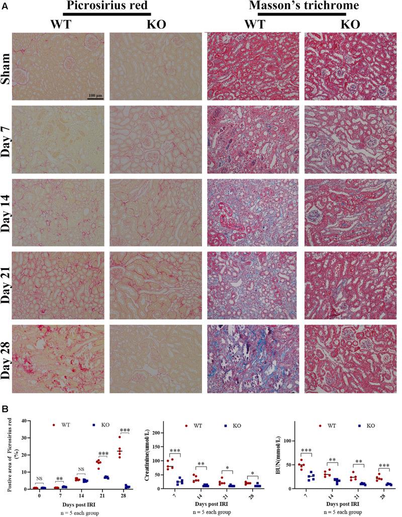 https://cdn.ncbi.nlm.nih.gov/pmc/blobs/2b07/7907438/8aa998c271e7/fcell-09-641527-g002.jpg