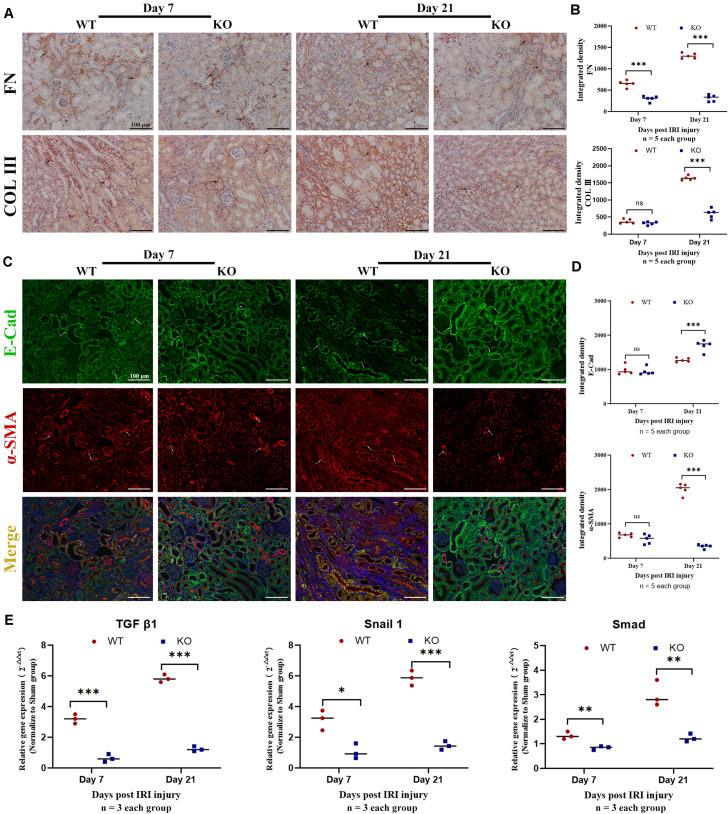 https://cdn.ncbi.nlm.nih.gov/pmc/blobs/2b07/7907438/e3e416bb3dd8/fcell-09-641527-g003.jpg