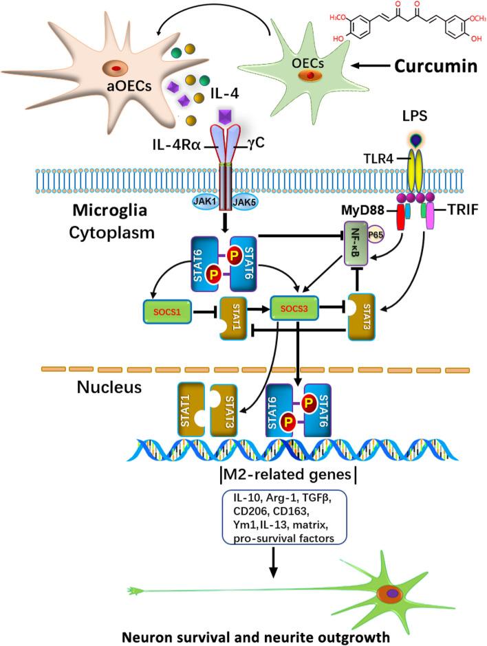 https://cdn.ncbi.nlm.nih.gov/pmc/blobs/2b08/10916222/06cca269b70e/12964_2024_1539_Fig9_HTML.jpg