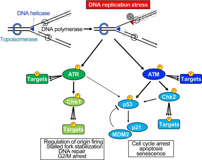 https://cdn.ncbi.nlm.nih.gov/pmc/blobs/2b08/5797825/fcd633ab96c6/CAS-109-264-g003.jpg