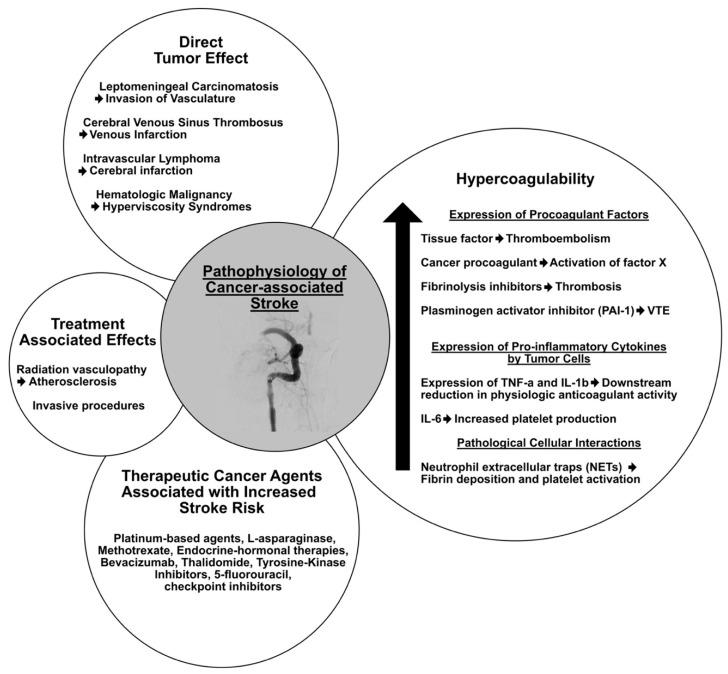 https://cdn.ncbi.nlm.nih.gov/pmc/blobs/2b09/11640599/c83d1cb4cd86/cancers-16-04016-g001.jpg