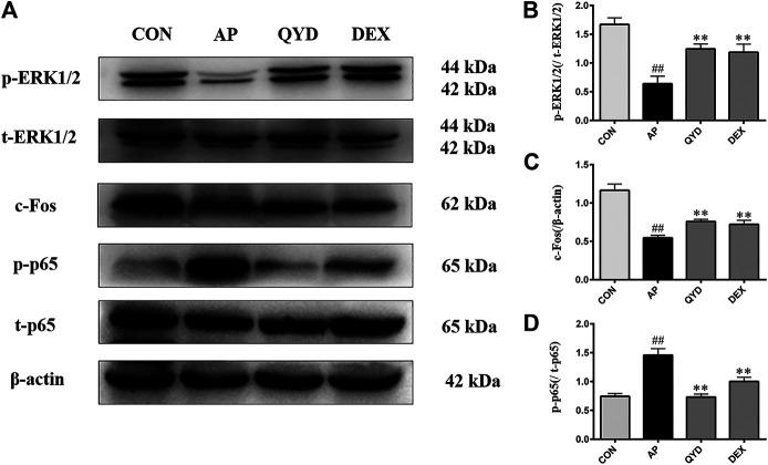 https://cdn.ncbi.nlm.nih.gov/pmc/blobs/2b0a/8117095/e63f73356d95/fphar-12-590994-g007.jpg