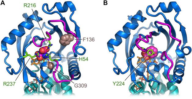 https://cdn.ncbi.nlm.nih.gov/pmc/blobs/2b0f/8260693/af1450142b9e/fmolb-08-689719-g005.jpg