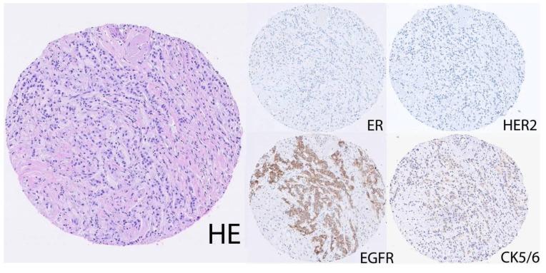 https://cdn.ncbi.nlm.nih.gov/pmc/blobs/2b13/3835118/877712b342a8/cancers-02-01040-g001.jpg