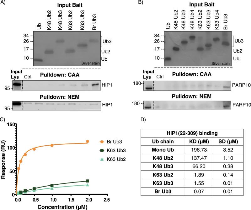 https://cdn.ncbi.nlm.nih.gov/pmc/blobs/2b16/11109483/aa193802e4a4/LSA-2024-02740_Fig5.jpg