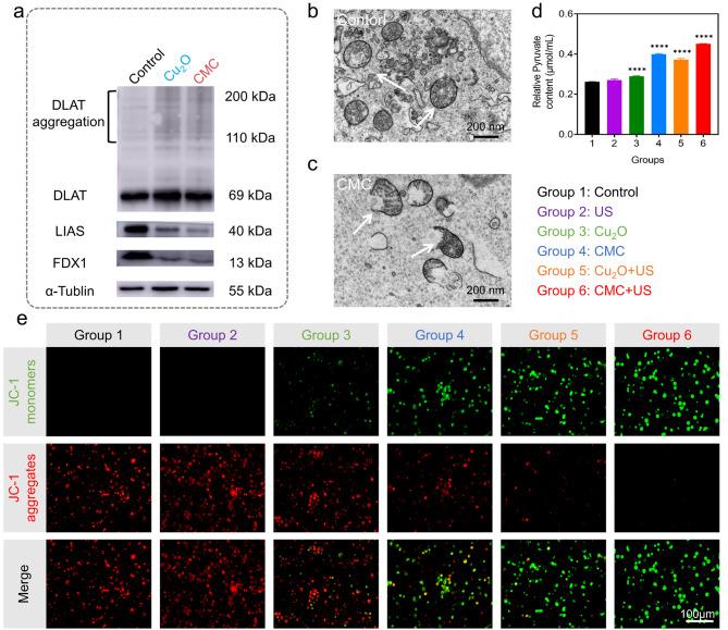https://cdn.ncbi.nlm.nih.gov/pmc/blobs/2b16/11934600/bbc9b4255b34/12951_2025_3334_Fig5_HTML.jpg