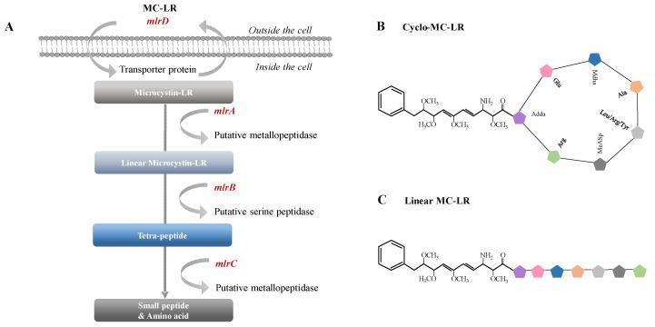 https://cdn.ncbi.nlm.nih.gov/pmc/blobs/2b18/9505733/e6ac1c1431f7/ijms-23-10856-g001.jpg