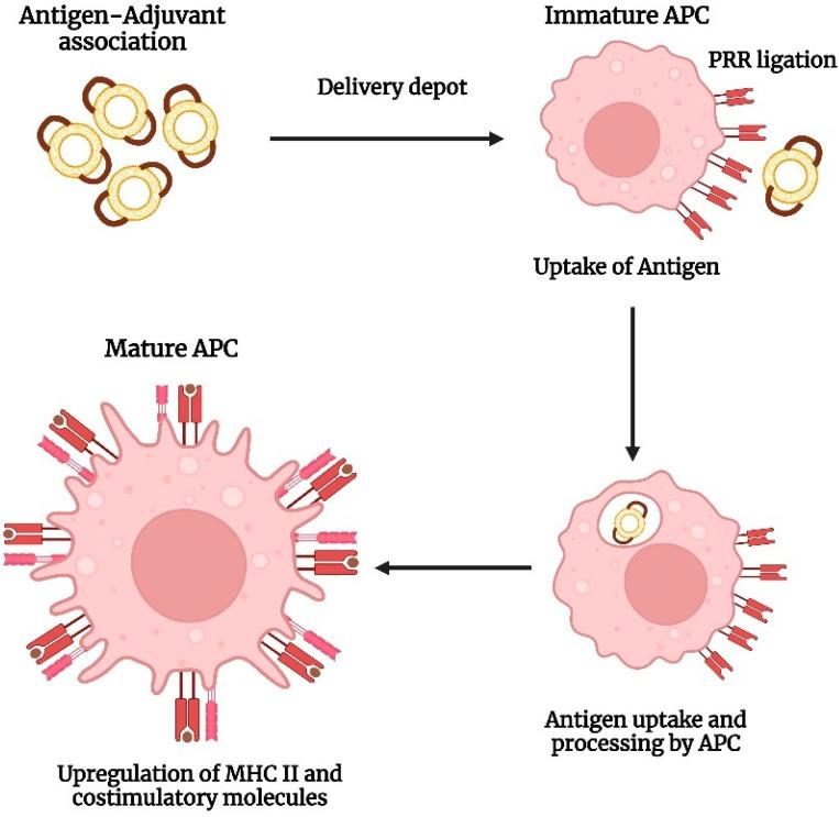 https://cdn.ncbi.nlm.nih.gov/pmc/blobs/2b19/10051624/c523e34cc23e/vaccines-11-00661-g006.jpg