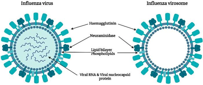https://cdn.ncbi.nlm.nih.gov/pmc/blobs/2b19/10051624/d01e0e0f41aa/vaccines-11-00661-g002.jpg