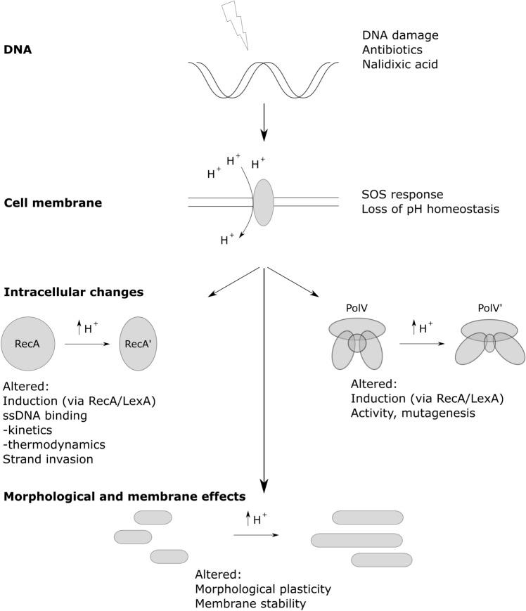 https://cdn.ncbi.nlm.nih.gov/pmc/blobs/2b1a/7655802/c6fea66ebc91/41598_2020_76426_Fig9_HTML.jpg