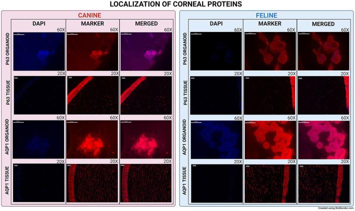 https://cdn.ncbi.nlm.nih.gov/pmc/blobs/2b1b/9672346/cc04a6b19277/fvets-09-1050467-g0003.jpg