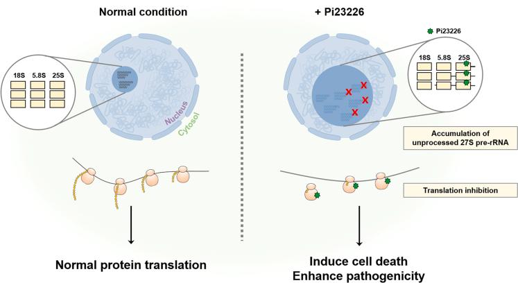 https://cdn.ncbi.nlm.nih.gov/pmc/blobs/2b1c/10504586/38fc3e95fd2b/gr6.jpg