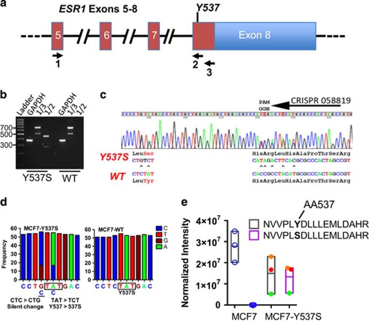 https://cdn.ncbi.nlm.nih.gov/pmc/blobs/2b1f/5415638/a3603d784745/onc2016382f1.jpg
