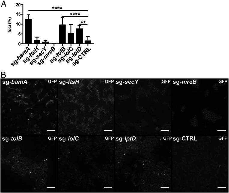 https://cdn.ncbi.nlm.nih.gov/pmc/blobs/2b23/7817224/44b43833fc88/pnas.2018365118fig03.jpg