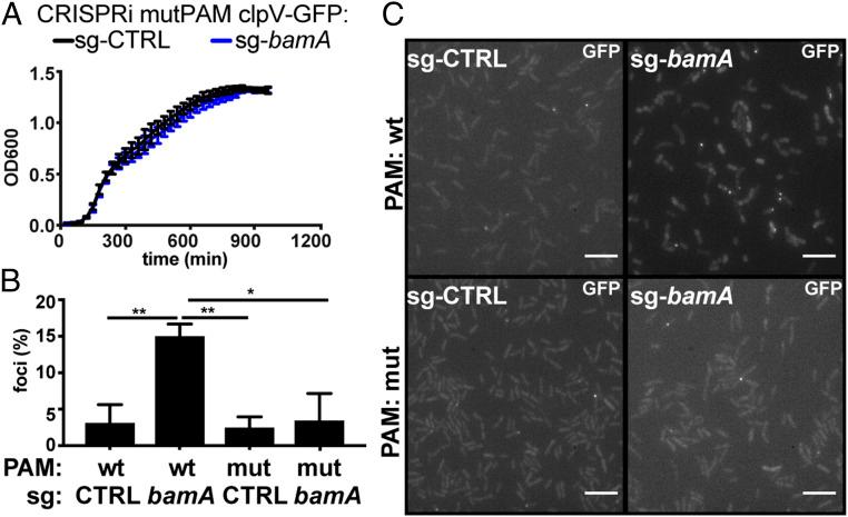 https://cdn.ncbi.nlm.nih.gov/pmc/blobs/2b23/7817224/6547c5c615d0/pnas.2018365118fig04.jpg
