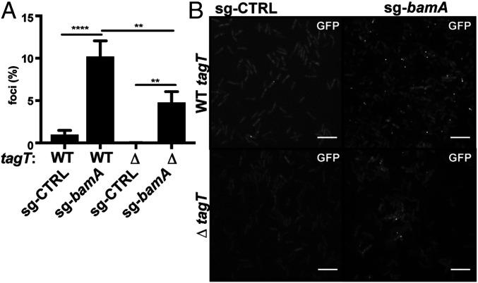 https://cdn.ncbi.nlm.nih.gov/pmc/blobs/2b23/7817224/fb0899e2761a/pnas.2018365118fig06.jpg