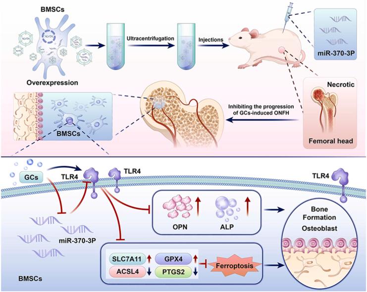 https://cdn.ncbi.nlm.nih.gov/pmc/blobs/2b24/12206324/3d4697e40c9d/ga1.jpg