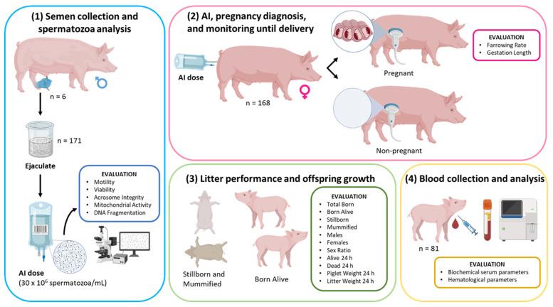 https://cdn.ncbi.nlm.nih.gov/pmc/blobs/2b25/12197536/5714cdc77ac4/vetsci-12-00582-g001.jpg