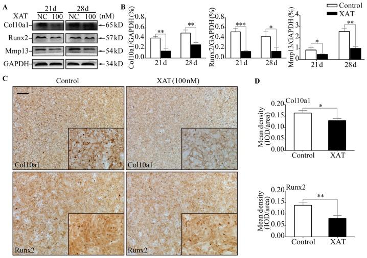 https://cdn.ncbi.nlm.nih.gov/pmc/blobs/2b26/5548016/229ab6804bb8/MMR-16-03-2740-g02.jpg
