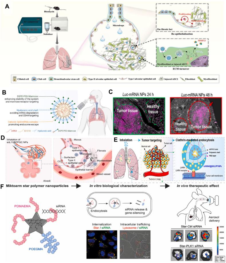 https://cdn.ncbi.nlm.nih.gov/pmc/blobs/2b28/12145032/4229bbf69352/gr6.jpg