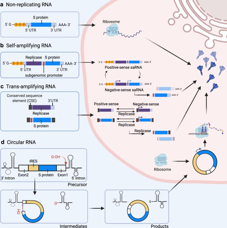 https://cdn.ncbi.nlm.nih.gov/pmc/blobs/2b2d/8943202/0bdcef3b0c98/41392_2022_950_Fig3_HTML.jpg