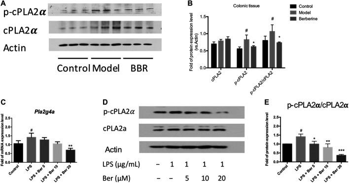 https://cdn.ncbi.nlm.nih.gov/pmc/blobs/2b2f/7919193/1db2f99b2bde/fphar-11-576496-g002.jpg