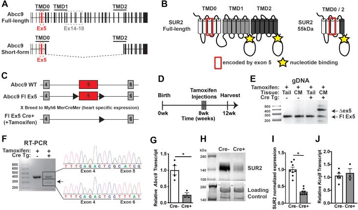 https://cdn.ncbi.nlm.nih.gov/pmc/blobs/2b31/6488756/9a98118bbead/gr1.jpg