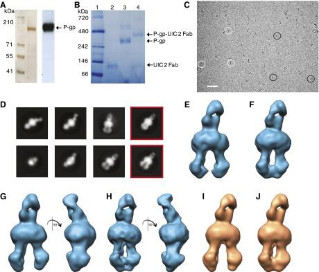 https://cdn.ncbi.nlm.nih.gov/pmc/blobs/2b32/4931865/1d2452dcd97e/mol.116.104190f1.jpg