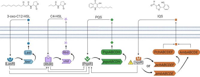https://cdn.ncbi.nlm.nih.gov/pmc/blobs/2b36/12116448/8ce766122fe6/fcimb-15-1575421-g001.jpg
