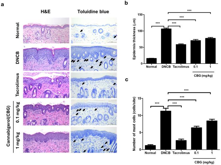 https://cdn.ncbi.nlm.nih.gov/pmc/blobs/2b38/11764157/c8c2d8a42b17/cells-14-00083-g003.jpg