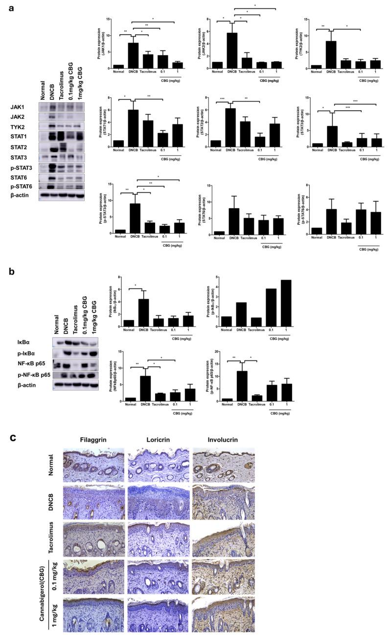 https://cdn.ncbi.nlm.nih.gov/pmc/blobs/2b38/11764157/ef81ccbbba19/cells-14-00083-g005.jpg