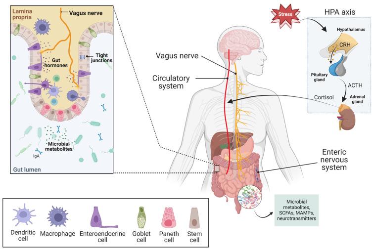 https://cdn.ncbi.nlm.nih.gov/pmc/blobs/2b3a/11052108/fef416a26730/microorganisms-12-00634-g001.jpg