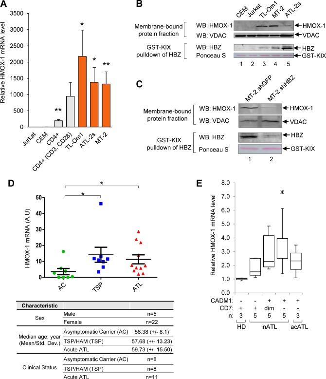 https://cdn.ncbi.nlm.nih.gov/pmc/blobs/2b3a/6623464/8635e7fa00a8/ppat.1007922.g002.jpg