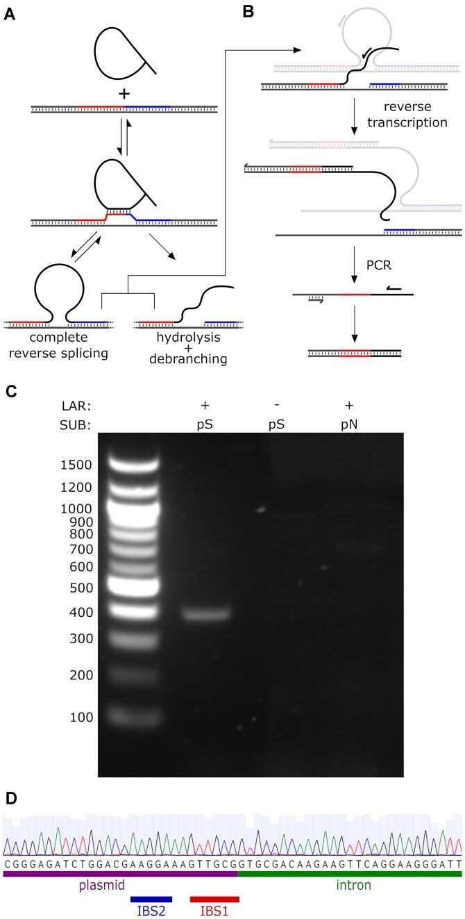 https://cdn.ncbi.nlm.nih.gov/pmc/blobs/2b3c/11754743/d7de4d8f0095/gkae1224fig3.jpg