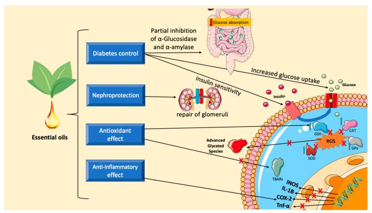 https://cdn.ncbi.nlm.nih.gov/pmc/blobs/2b3d/11200837/4a29cdcfc69c/biomedicines-12-01185-g015.jpg