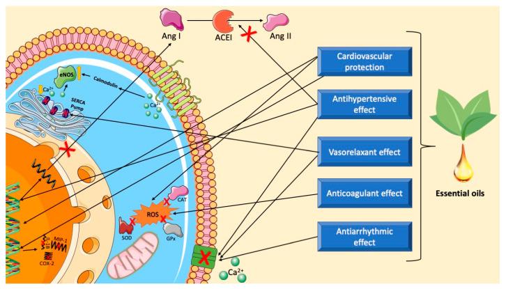 https://cdn.ncbi.nlm.nih.gov/pmc/blobs/2b3d/11200837/83798a42d3bd/biomedicines-12-01185-g014.jpg