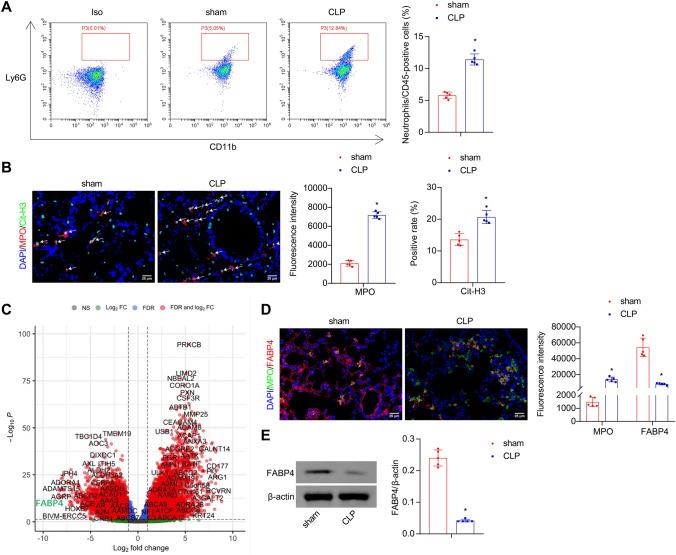 https://cdn.ncbi.nlm.nih.gov/pmc/blobs/2b40/11511807/1df563af1428/18_2024_5474_Fig2_HTML.jpg