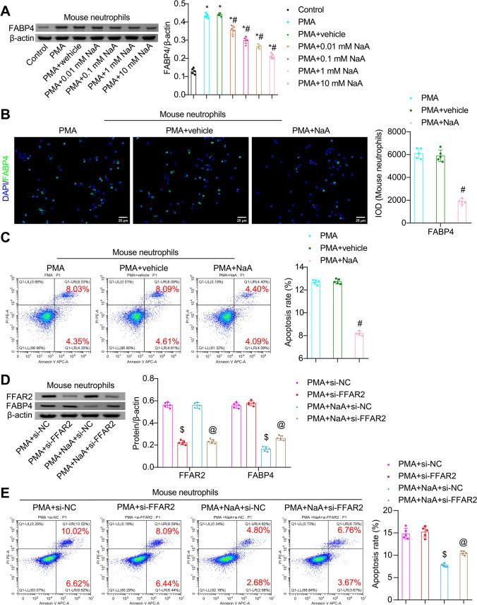 https://cdn.ncbi.nlm.nih.gov/pmc/blobs/2b40/11511807/ccb8ba3279c2/18_2024_5474_Fig5_HTML.jpg