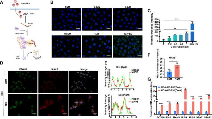 https://cdn.ncbi.nlm.nih.gov/pmc/blobs/2b41/10974639/21aa5d87d36e/fonc-14-1356778-g005.jpg