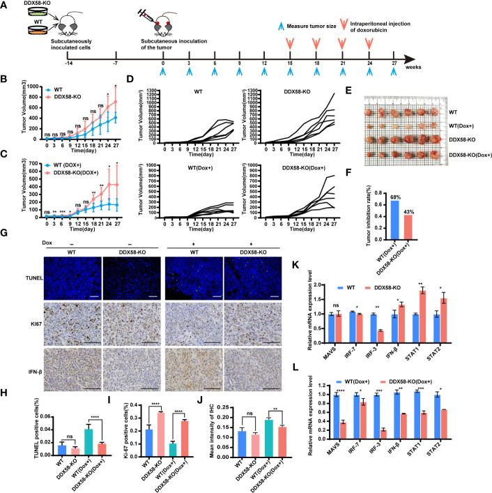 https://cdn.ncbi.nlm.nih.gov/pmc/blobs/2b41/10974639/5a85dfd0567d/fonc-14-1356778-g007.jpg