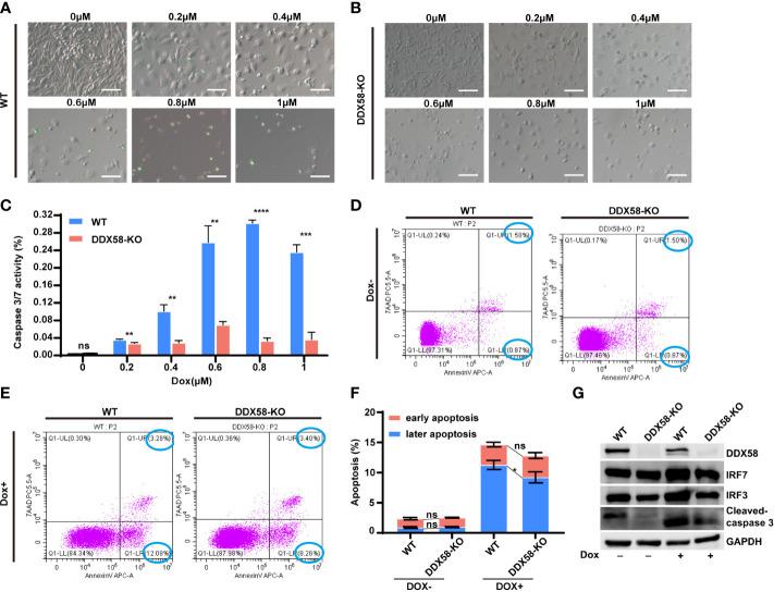 https://cdn.ncbi.nlm.nih.gov/pmc/blobs/2b41/10974639/f52f5562ac8a/fonc-14-1356778-g006.jpg