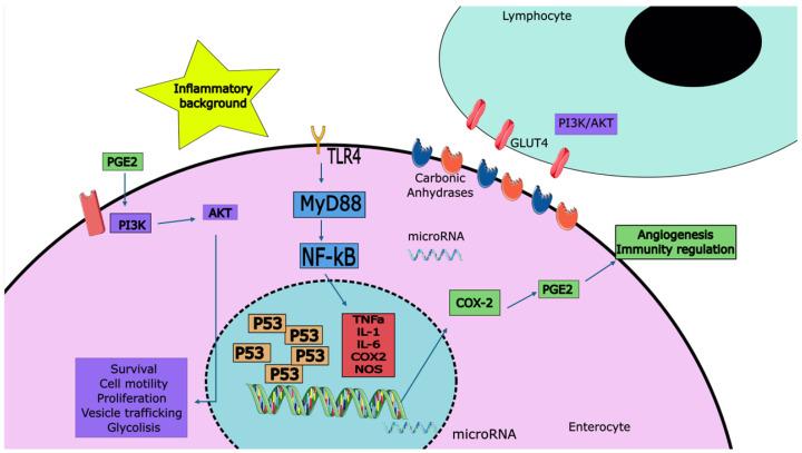 https://cdn.ncbi.nlm.nih.gov/pmc/blobs/2b42/11817687/a12bd954ae1b/cells-14-00162-g002.jpg