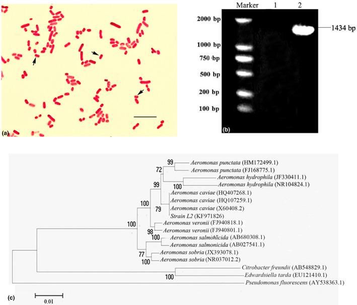 https://cdn.ncbi.nlm.nih.gov/pmc/blobs/2b43/7397907/5cee83ddd73f/VMS3-6-639-g001.jpg