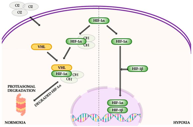 https://cdn.ncbi.nlm.nih.gov/pmc/blobs/2b47/11639944/099513b18fd3/cancers-16-04048-g014.jpg
