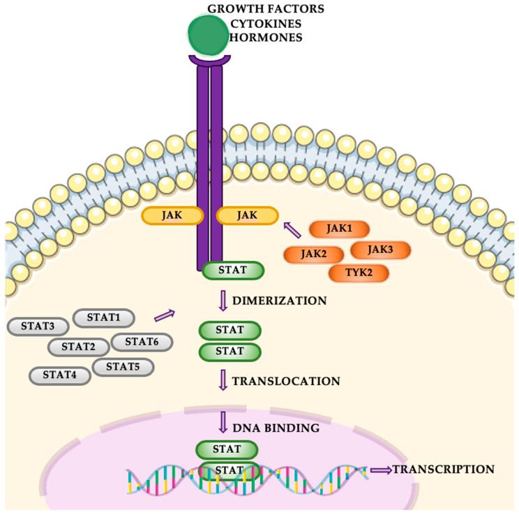 https://cdn.ncbi.nlm.nih.gov/pmc/blobs/2b47/11639944/0aaf0319f2a6/cancers-16-04048-g005.jpg