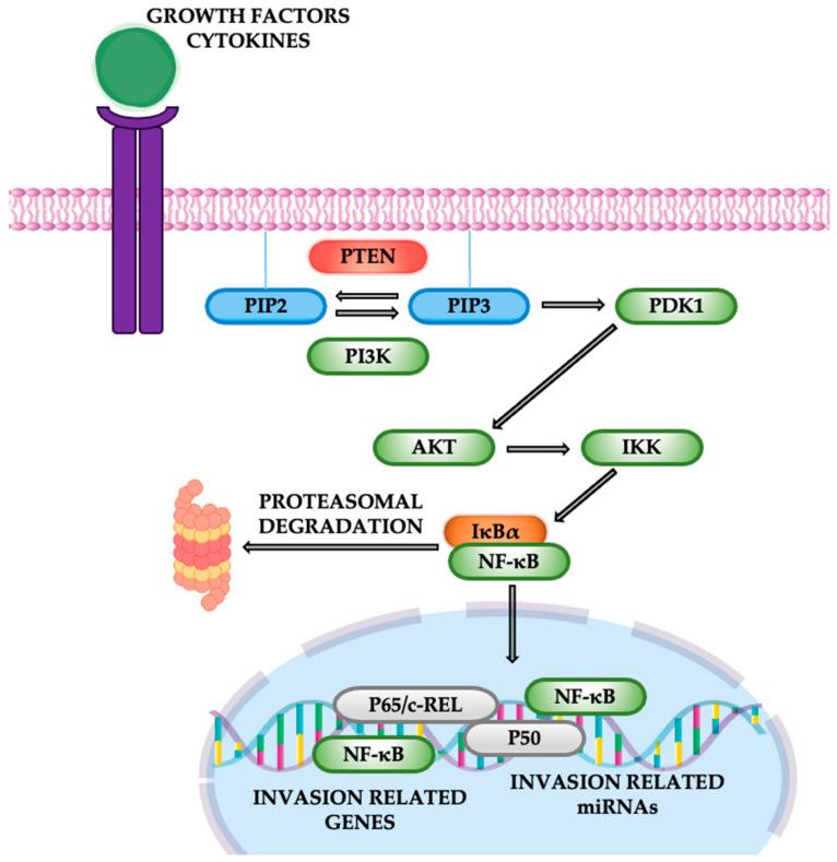https://cdn.ncbi.nlm.nih.gov/pmc/blobs/2b47/11639944/4ffe8f830d7f/cancers-16-04048-g011.jpg