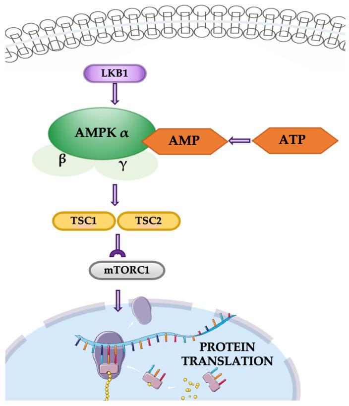 https://cdn.ncbi.nlm.nih.gov/pmc/blobs/2b47/11639944/6a984273375f/cancers-16-04048-g006.jpg