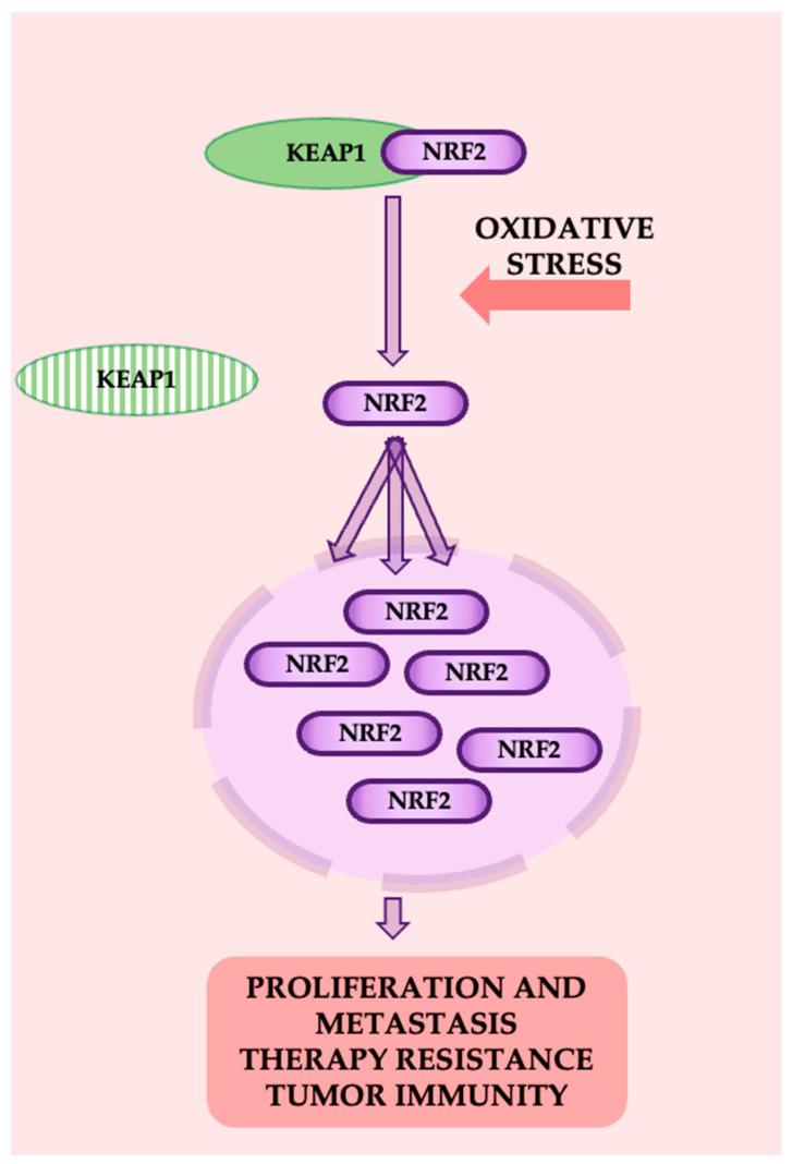 https://cdn.ncbi.nlm.nih.gov/pmc/blobs/2b47/11639944/a47b7d7afbce/cancers-16-04048-g008.jpg