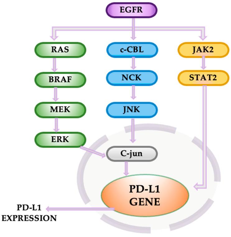 https://cdn.ncbi.nlm.nih.gov/pmc/blobs/2b47/11639944/c00b8fb595d7/cancers-16-04048-g012.jpg