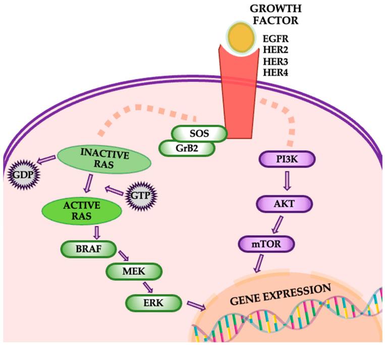 https://cdn.ncbi.nlm.nih.gov/pmc/blobs/2b47/11639944/c89311c4c292/cancers-16-04048-g007.jpg
